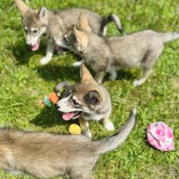 Coydogs for Spring 2026 Litter in Columbus, oh