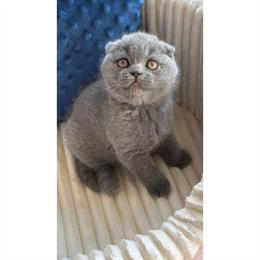 Scottish Fold kitten, 3 months old, male, vaccinated. in New York, ny