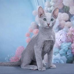 Elite Russian Blue Kitten - Hypoallergenic Female, 3 Months Old in New York, ny