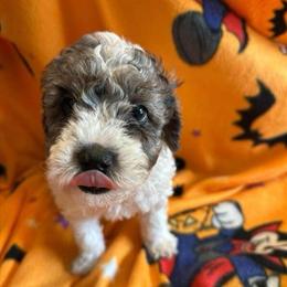 Male Toy Poodle with Blue Eyes Ready Now in Flint, mi