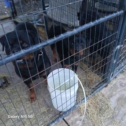 Rottweiler Female, 13 Months Old in Houston, tx