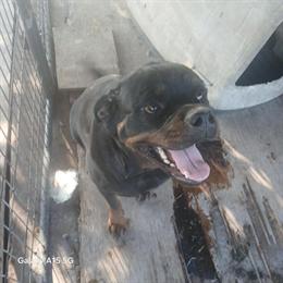 Rottweiler Female, 18 Months Old with AKC Registration in Houston, tx