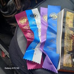 Rottweiler Stud Service - Big Male Available for Breeding in Houston, tx