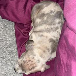 Merle Female Puppy Seeking New Home in Memphis, tn