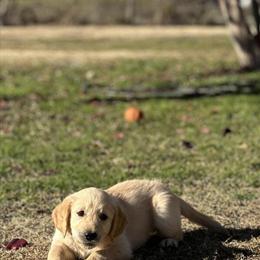 Golden Retriever Puppies Ready for Christmas in Azle, tx