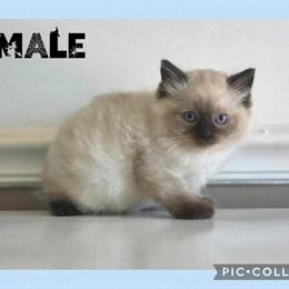 Ragdoll Kittens for Sale in Centerville, tn