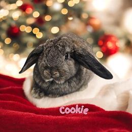 Mini Holland Lops with Blue Eyes - Handled Daily in Fowlerville, mi