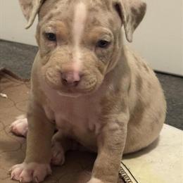 American Bully puppies ready for Christmas in Niles, oh