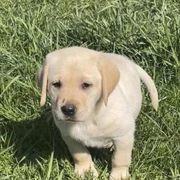 Labrador Retriever - Beautiful family-raised AKC registered puppies in Fennville, mi