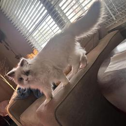 Male Himalayan Tortie Available for Rehoming in Thomasville, nc