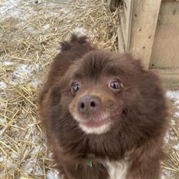 Pomeranians for Sale - Male and Female Available in Lewisburg, pa