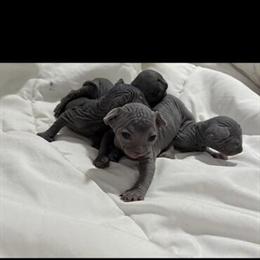 Sphynx Kittens Available for Adoption in Miami in Miami, fl