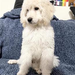 Male Golden Doodle Puppy Available in Purvis, ms