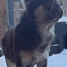 Fluffy French Bulldog Available in Durham, nc