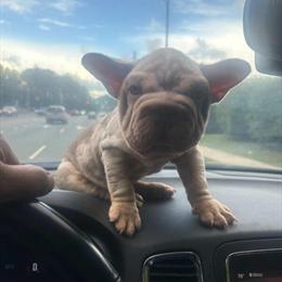 French Bulldog Isabella Merle with Rojo Spots for Breeding in Durham, nc