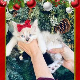 Kittens Ready for Adoption in Blacksburg, va