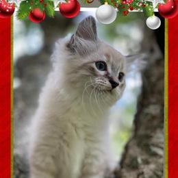 Ragabob Kittens Ready for Adoption in Blacksburg, va