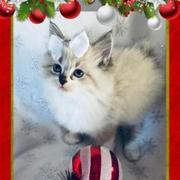 Ragdoll Kittens Ready for Adoption in Blacksburg, va
