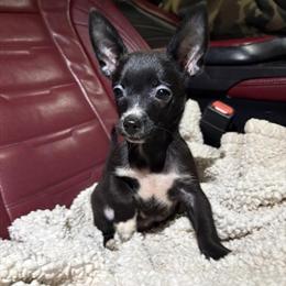 Chihuahua Puppies Available in Charlotte, nc