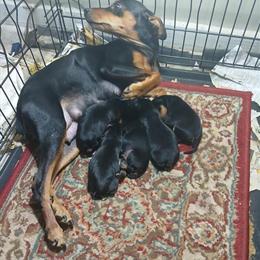 Miniature Pinscher Puppies Available in Georgetown, sc