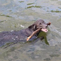 Two Adult Female Charcoal Labrador Retrievers for Adoption in West Branch, mi