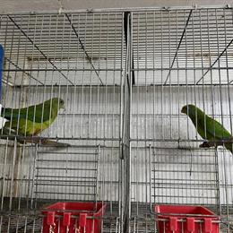 Superb Parrot for Adoption in Hialeah, fl