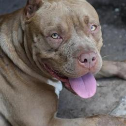 Chocolate American Bully - Female, 5 Years Old, Retired in Jacksonville, fl