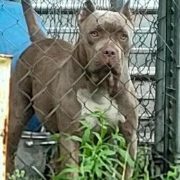 American Bully Ghost Lilac Tri - Young Adult Female for Guardian Home in Jacksonville, fl