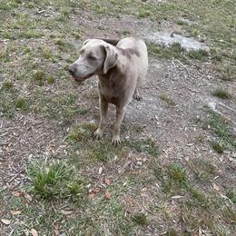 Silver Labrador Retriever Female Available for Adoption in Jacksonville, fl