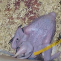 Baby Green Wing Macaw for Sale in Brooklyn, ny