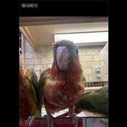 Green Cheek Birds Available in Various Mutations in Brooklyn, ny