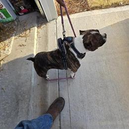 Bully Female Ready for Breeding in Union, sc