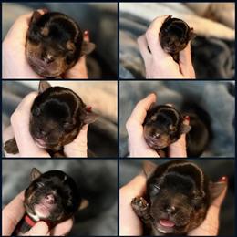Yorkshire Terrier Puppies Available - AKC Registered in Indianapolis, in