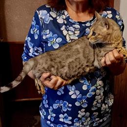 Bengal Cat - Female Silver, 4 Years Old, Free to Good Home in Arcadia, in