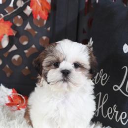 Gorgeous Female Shih Tzu Puppy Ready for Adoption in Mount Vernon, oh