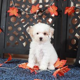 Poochon Puppy Tulip - Small, Spunky, and Ready for Cuddles in Mount Vernon, oh