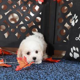 Poochon Puppy Lily - Adorable Female Ready for a Loving Home in Mount Vernon, oh