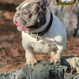 Female French Bulldog Looking for Forever Home in Fort Lauderdale, fl