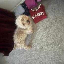 Toy Poodle Male, 6 Months Old, Looking for a New Home in Norfolk, va