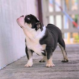 English Bulldog Female Available in San Antonio in Seguin, tx