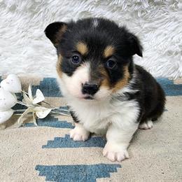 Corgi Puppies Available in Duluth, MN in Duluth, mn