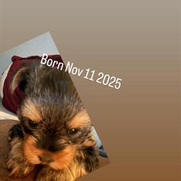 Female Yorkshire Terrier Puppy Available in Oak Park, mi