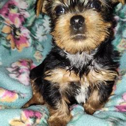 Yorkshire Terrier Puppy for Sale in Emporia, va