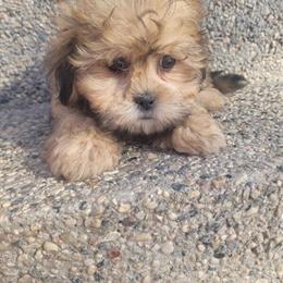 Teddy Bear Puppies Ready for New Homes in Brainerd, mn