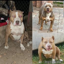 American Bully Rehoming in Sandston, va