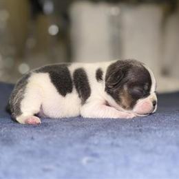 French Bulldog Puppies for Sale in Detroit, mi