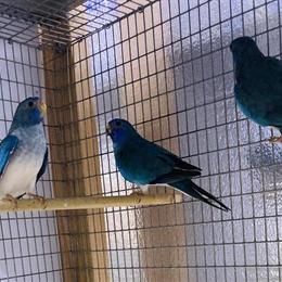 Scarlet Chested Parakeets - Violet Opline Breeding Pairs in Los Angeles, ca