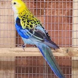 Pale-headed Rosella Male Available in Los Angeles, ca