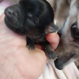 Male Chihuahua Puppy Ready for Forever Home in Little Rock, ar