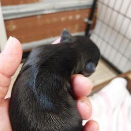 Chihuahua Puppy Available for Adoption in Little Rock, ar